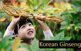 Nguồn gốc của nhân sâm, vì sao Nhân sâm Hàn Quốc được xem là loại sâm được ưa chuộng nhất thế giới ?