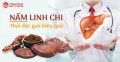 Nấm linh chi Hàn Quốc - Khắc tinh của các bệnh về gan