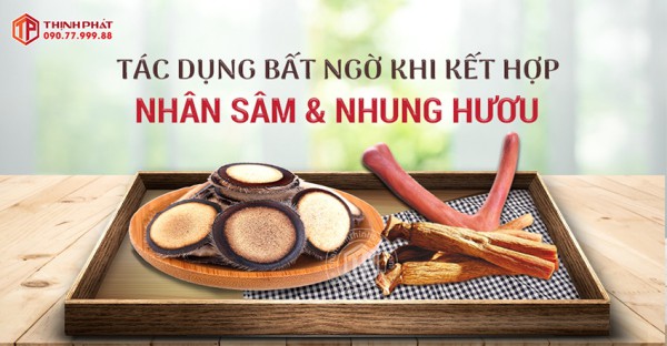 Tác dụng bất ngờ khi kết hợp nhân sâm và nhung hươu