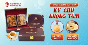 Đông trùng hạ thảo ký chủ nhộng tằm: chất lượng vượt trội, giá thành hợp lý