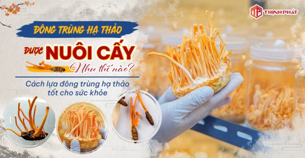 Đông trùng hạ thảo được nuôi cấy như thế nào? Cách lựa chọn đông trùng hạ thảo nhân tạo tốt cho sức khỏe