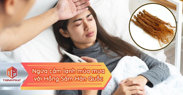 Hồng sâm Hàn Quốc - Phòng ngừa cảm lạnh mùa mưa hiệu quả