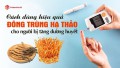 Cách dùng đông trùng hạ thảo hiệu quả cho người có đường huyết cao