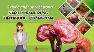 5 dược chất ưu việt tạo nên giá trị của nấm lim xanh rừng Quảng Nam