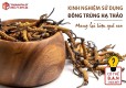 Chia sẻ những kinh nghiệm và hướng dẫn cách sử dụng đông trùng hạ thảo giúp mang lại hiệu quả cao
