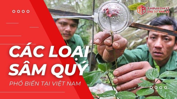 Tìm hiểu về các loại sâm quý ở Việt Nam