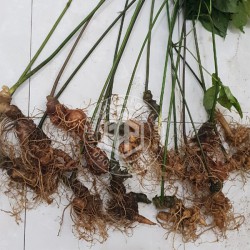 Sâm Ngọc Linh loại 500g 5 - 6 củ