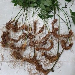 Sâm Ngọc Linh loại 9 -12 củ 1 kg