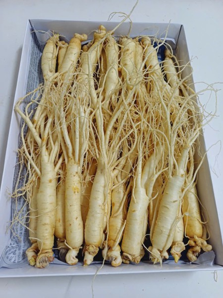Nhân sâm tươi Hàn Quốc nhập khẩu 20 củ 1 kg