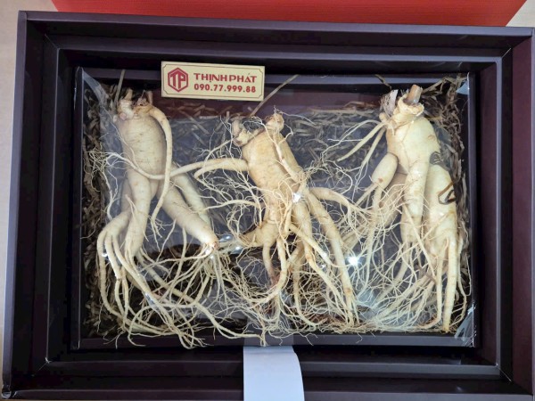 Nhân sâm tươi Hàn Quốc nhập khẩu 3 củ 1 kg