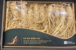 Nhân sâm tươi Hàn Quốc nhập khẩu 8 củ 1 kg
