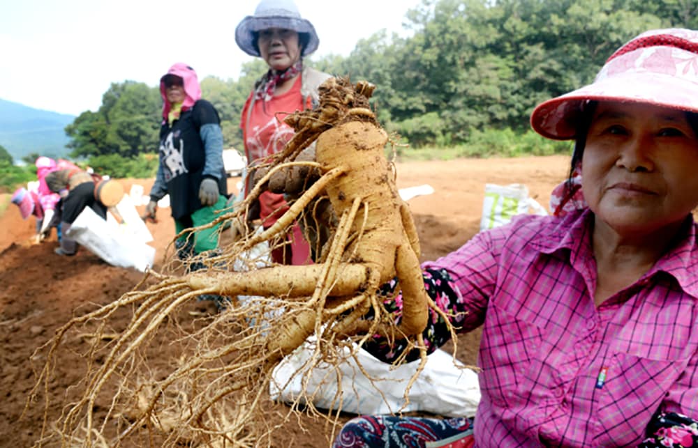 Người dân Hàn Quốc thu hoạch sâm tươi 6 năm tuổi