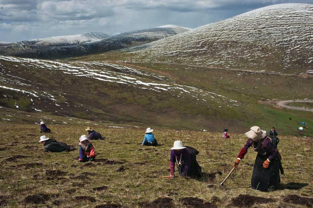 Sản lượng đông trùng hạ thảo Tây Tạng trong tự nhiên không còn nhiều