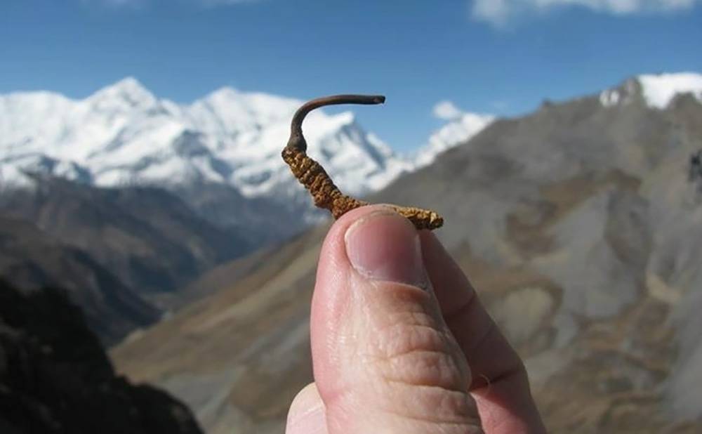 Con đông trùng hạ thảo tự nhiên có nguồn gốc từ cao nguyên Tây Tạng
