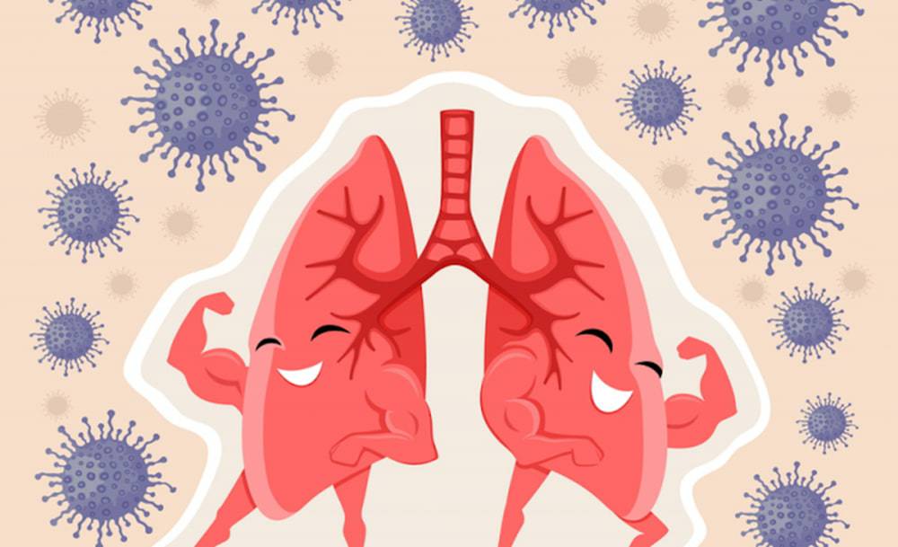 Đông trùng hạ thảo giúp bảo vệ phổi khỏi các loại virus, vi khuẩn