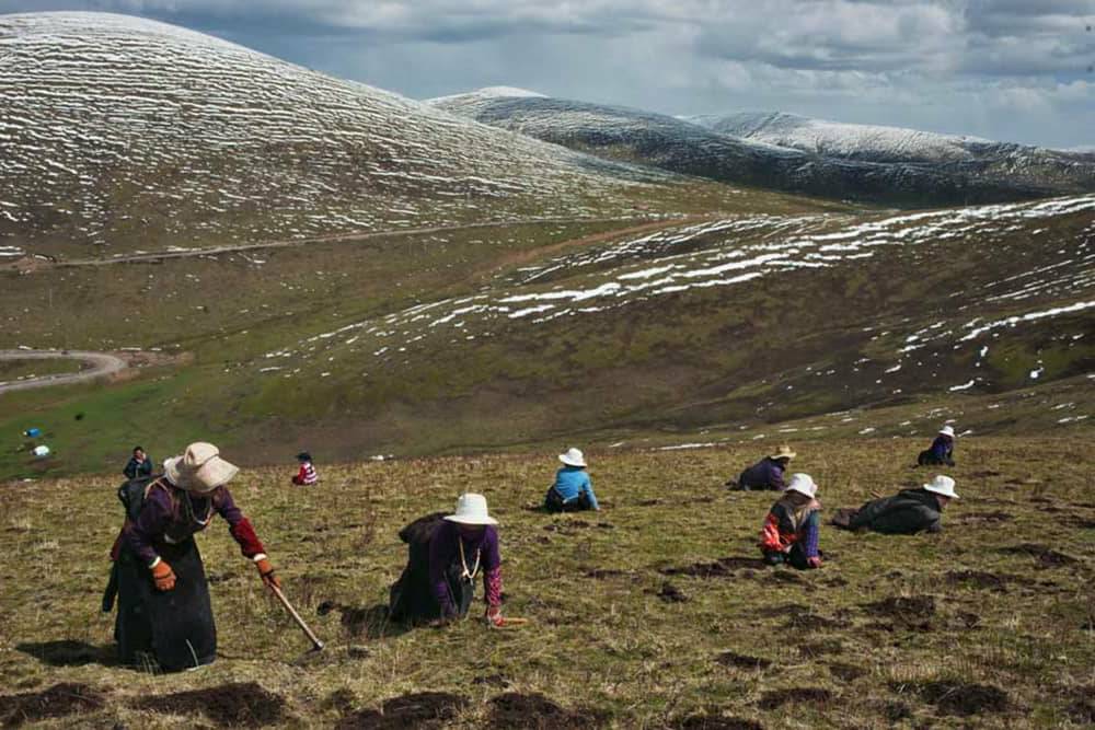 Sản lượng đông trùng hạ thảo Tây Tạng trong tự nhiên không còn nhiều
