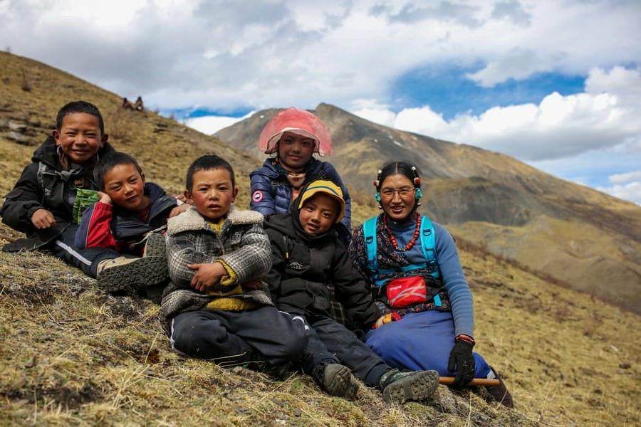 Các em nhỏ ở Tây Tạng phụ giúp người lớn thu hoạch nấm đông trùng hạ thảo.