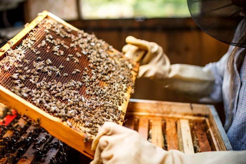 Mật ong nguyên chất được thu hoạch trực tiếp từ tổ