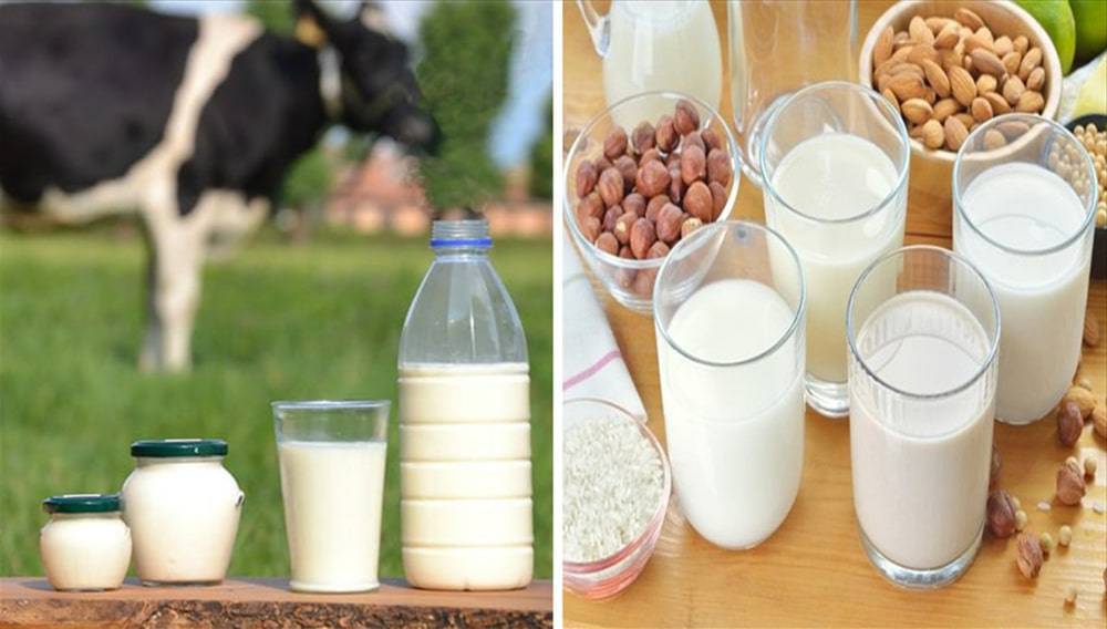 Cả sữa thực vật và sữa bò đều chứa những dưỡng chất rất tốt cho sức khỏe