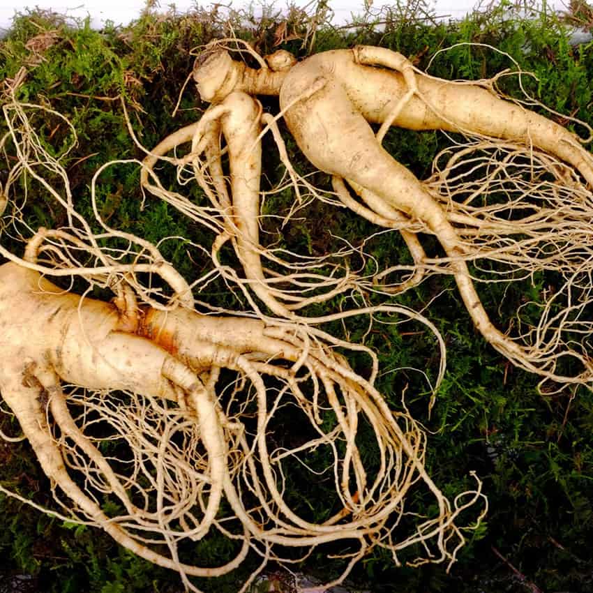 Nhân sâm giúp quản lý căng thẳng hiệu quả