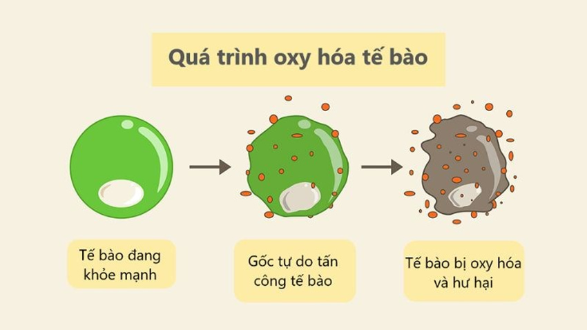 Nhân sâm giúp làm chậm quá trình oxy hóa của tế bào trong cơ thể