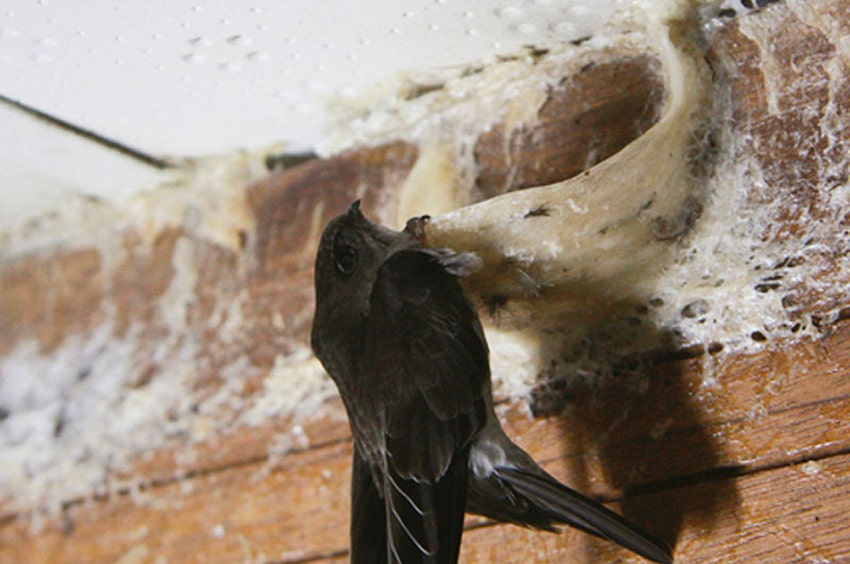 Yến sào được thu hoạch từ những tổ chim yến với số lượng hạn chế