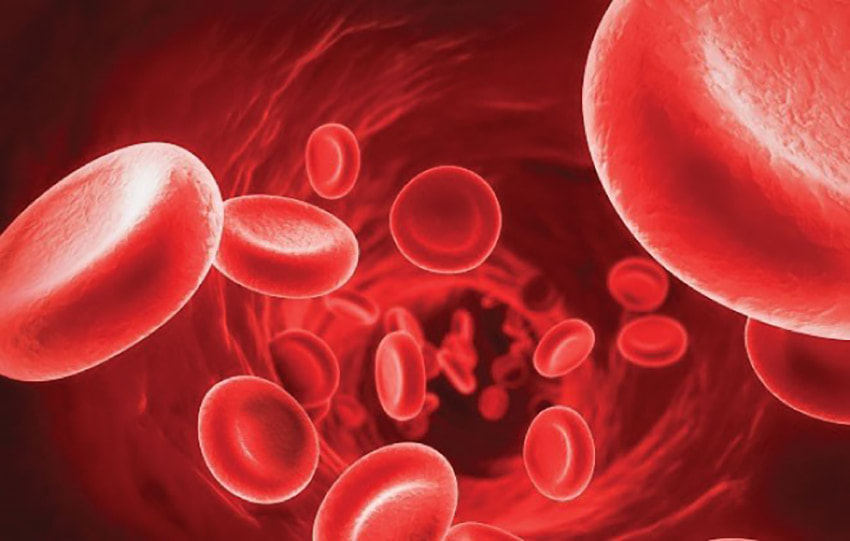 Hồng sâm giúp kích thích lưu thông máu và giảm sự tích tụ cholesterol xấu