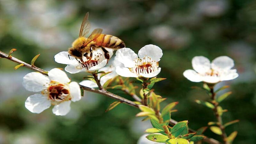 Mật ong Manuka chỉ có duy nhất tại Australia và New Zealand