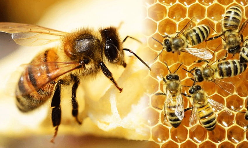 Mật ong là một trong những thực phẩm tốt nhất mà thiên nhiên ban tặng cho con người