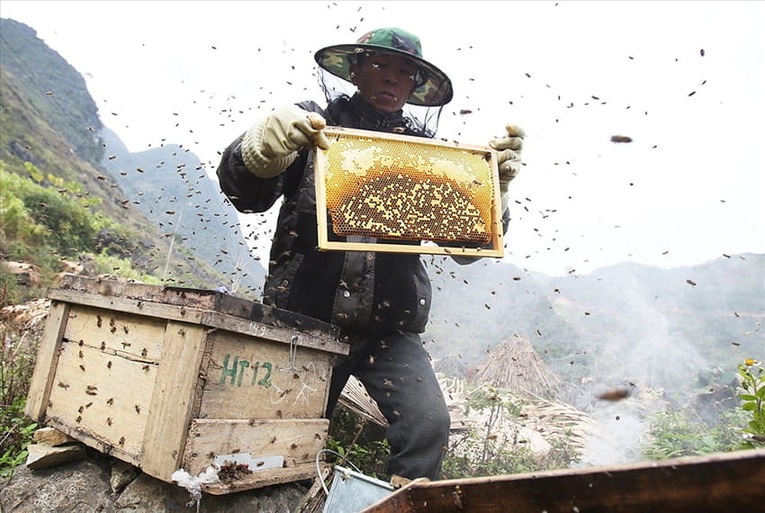 Người thu hoạch mật ong chỉ lấy đi phần mật dư thừa trên mỗi tổ ong