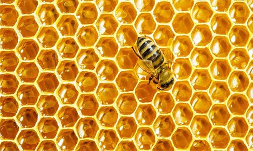 Một con ong chỉ tạo ra 12 muỗng cà phê mật trong suốt cuộc đời mình