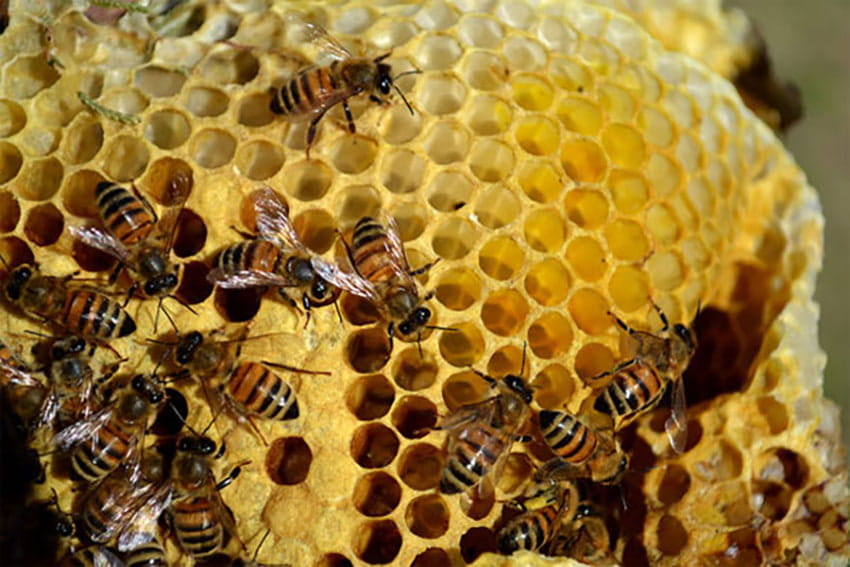 Phải mất công sức của 550 con ong để tạo ra 500g mật ong thành phẩm