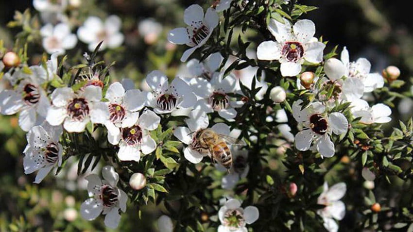 Các bụi hoa Manuka tự nhiên chỉ có thể tìm thấy ở Australia và New Zealand
