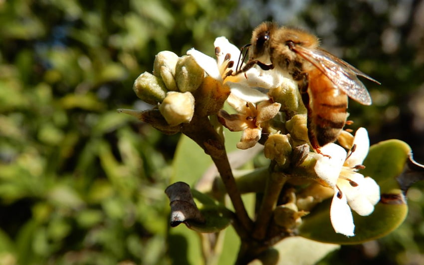 Mật ong Mangrove được thu hoạch từ các loại cây ở vùng  nước ngập mặn tại Martinique (Pháp)