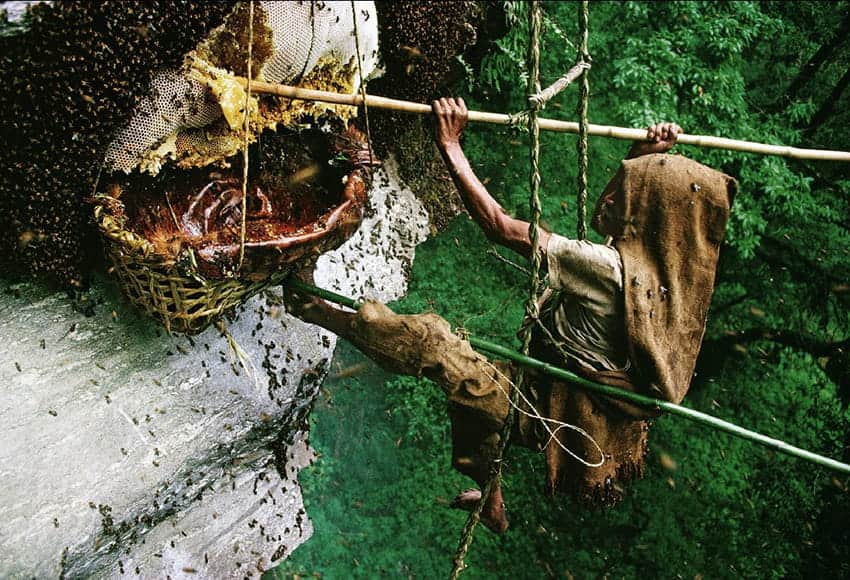 Mật ong Mad được thu hoạch từ những vùng núi cheo leo ở Nepal
