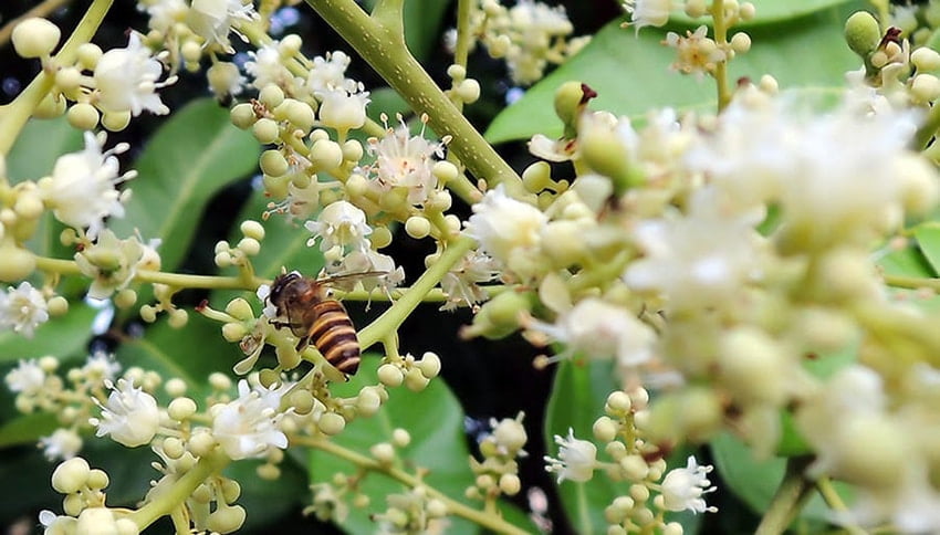 Mật ong hoa lệ chi chỉ có duy nhất tại Trung Quốc và miền bắc Việt Nam