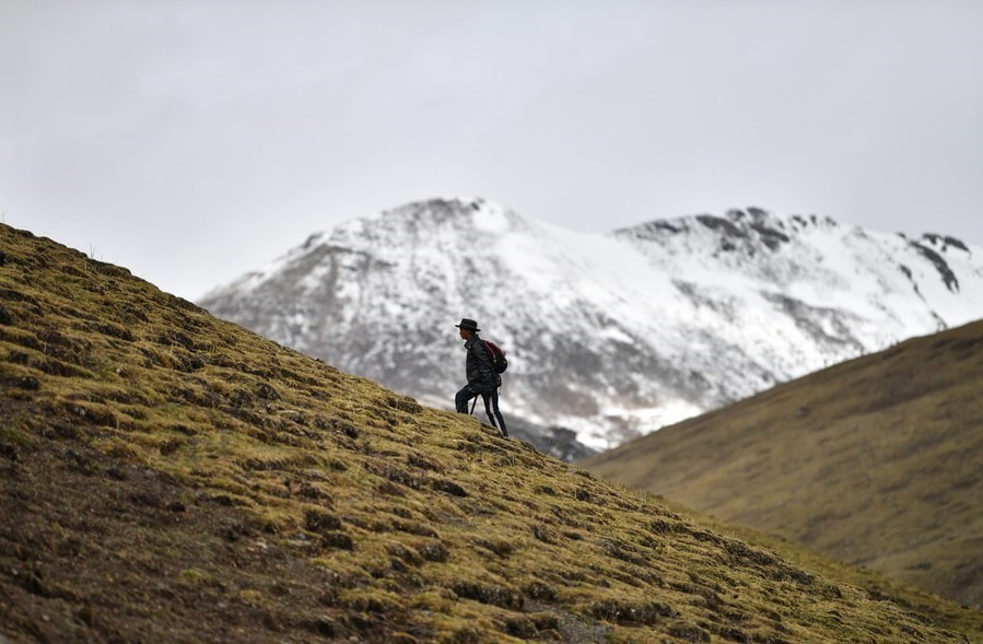 Những người dân du mục phải đi bộ trên sườn núi dốc hàng giờ đồng hồ với sự tập trung tìm kiếm cao vì những sợi nấm đông trùng hạ thảo chỉ nhỏ bằng cuống táo