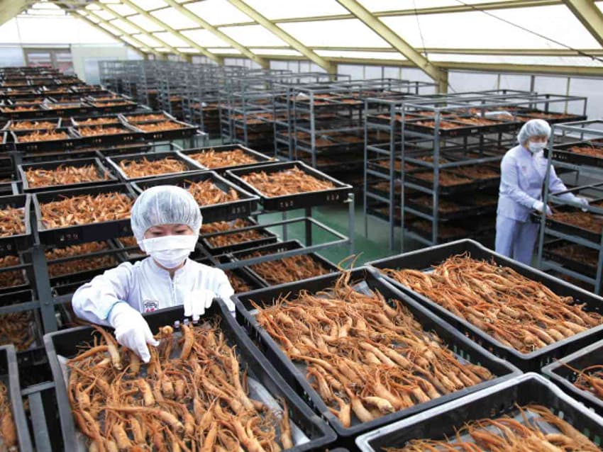 Nhân sâm tại Daedong được kiểm tra chất lượng nghiêm ngặt từ khâu  ​​​​​​​gieo trồng đến sản xuất ra thành phẩm