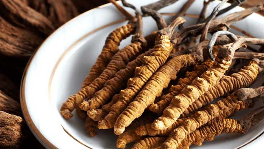 Đông trùng hạ thảo giúp cải thiện giấc ngủ nên thích hợp dùng buổi tối