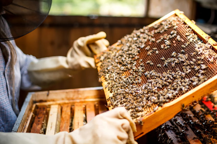 Bạn nên sử dụng mật ong hữu cơ nguyên chất để điều trị nhiệt miệng