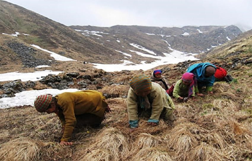 Đông trùng hạ thảo thiên nhiên được khai thác chủ yếu ở Tây Tạng