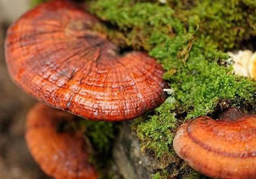 Nấm linh chi Hàn Quốc mang đến nhiều lợi ích cho sức khỏe