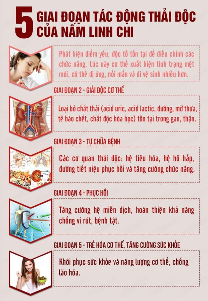 5 giai đoạn thải độc của nấm linh chi